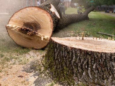 dead tree removal lynnwood