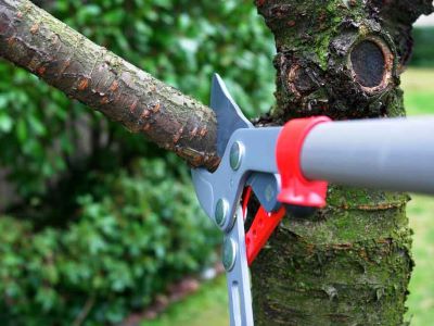 Tree-Maintenance-Service-Everett